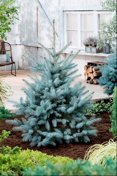 Picea pungens 'Blue Diamond' - Blågran