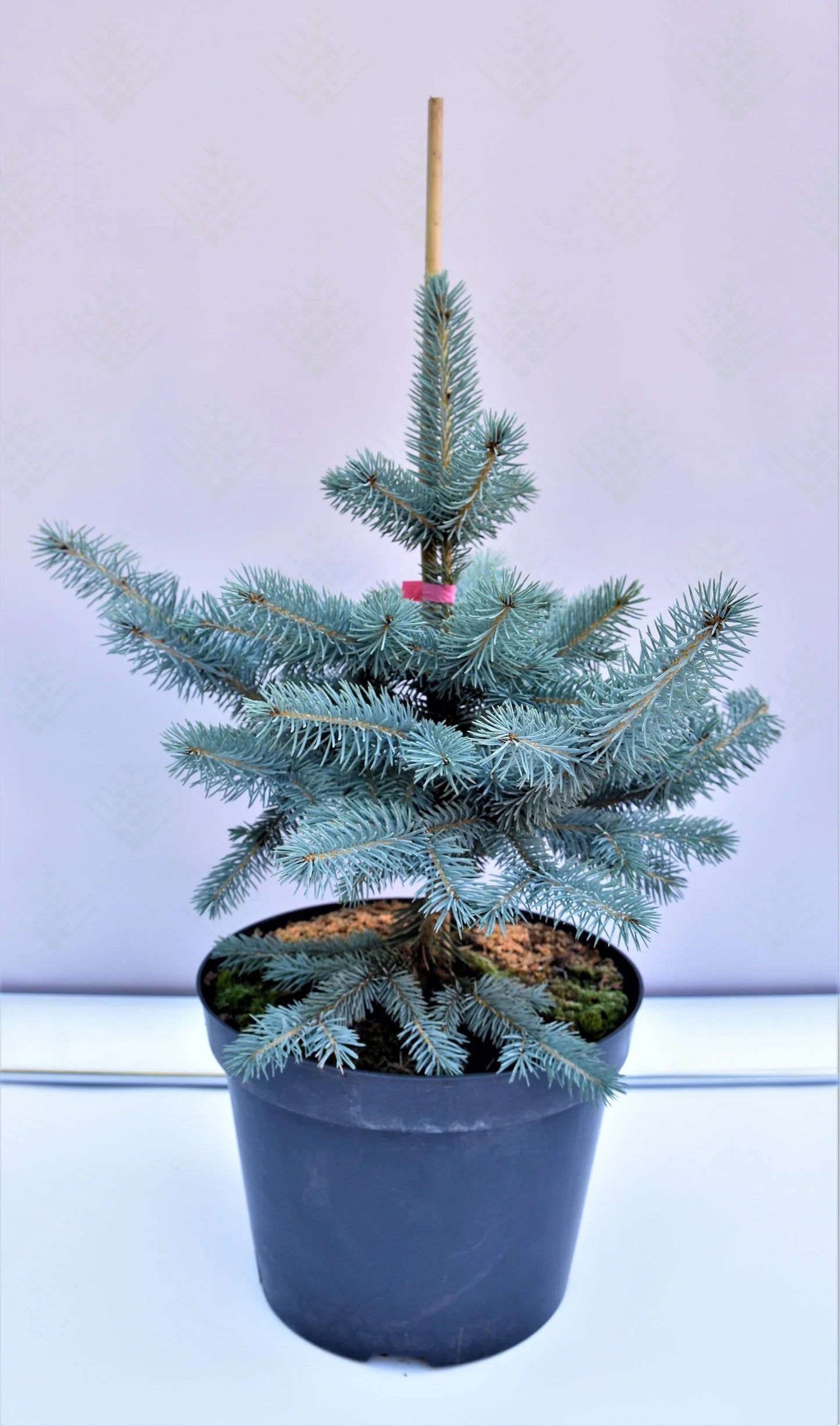 Picea Pungens "Blue Mountain" - Sinikuusi