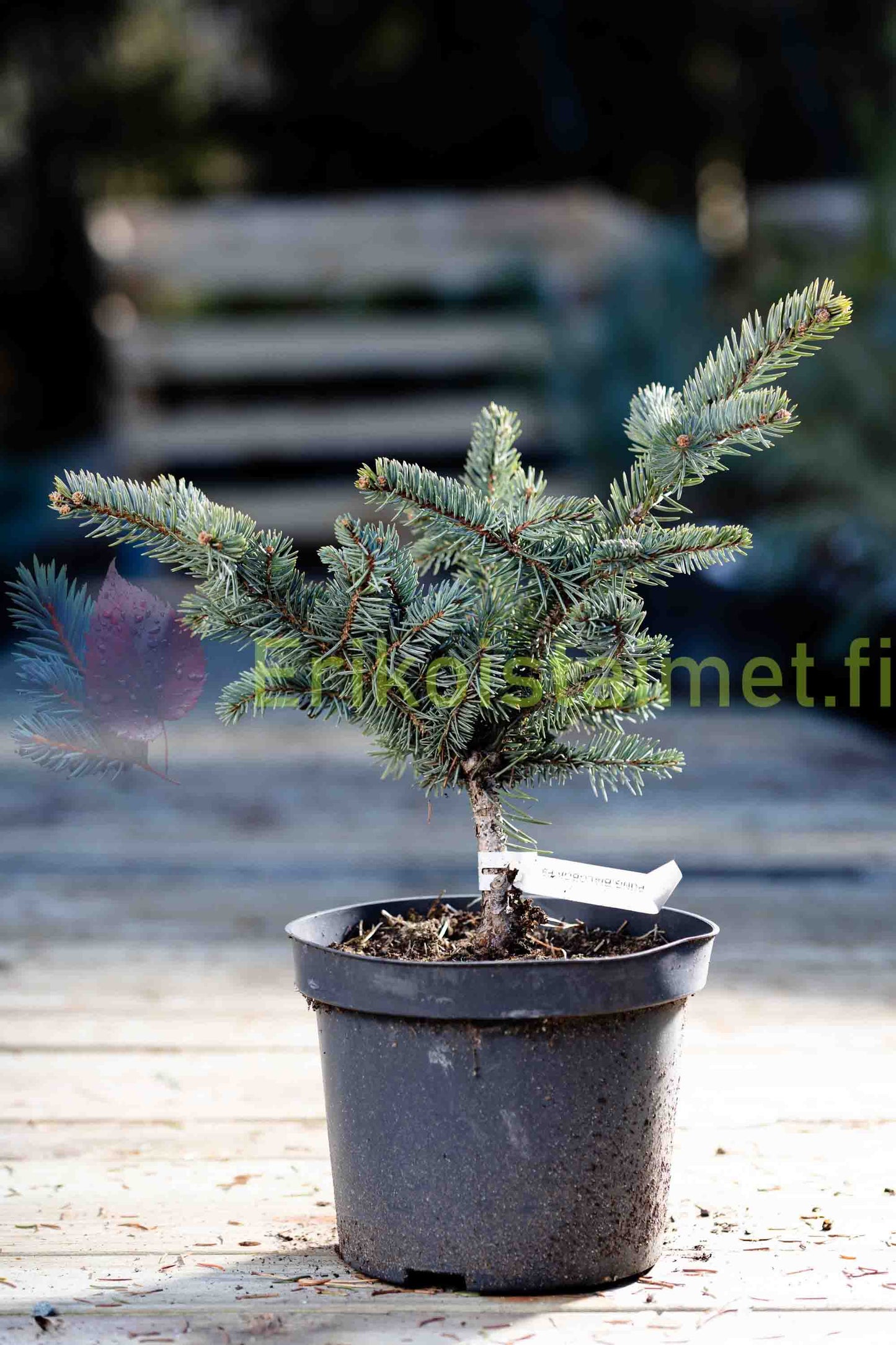 Picea pungens 'Bialobok' - Sinikuusi