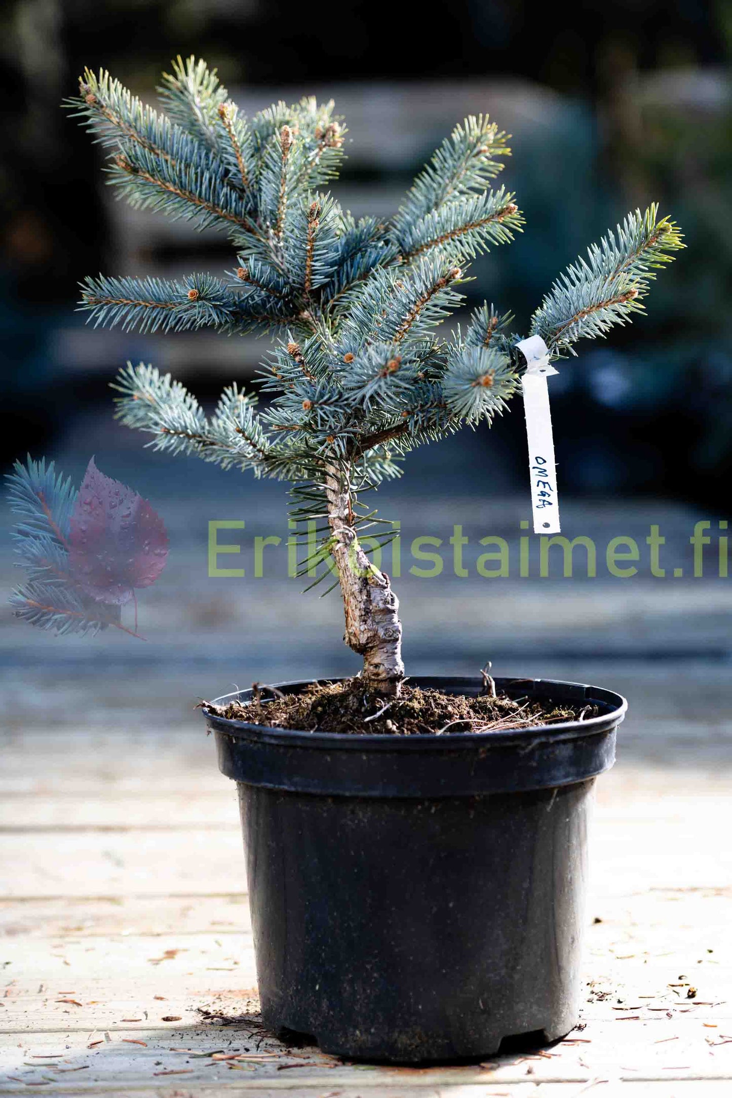Picea pungens 'Omega' - Sinikuusi