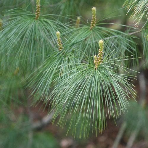 Pinus Armandii - Kiinansembra