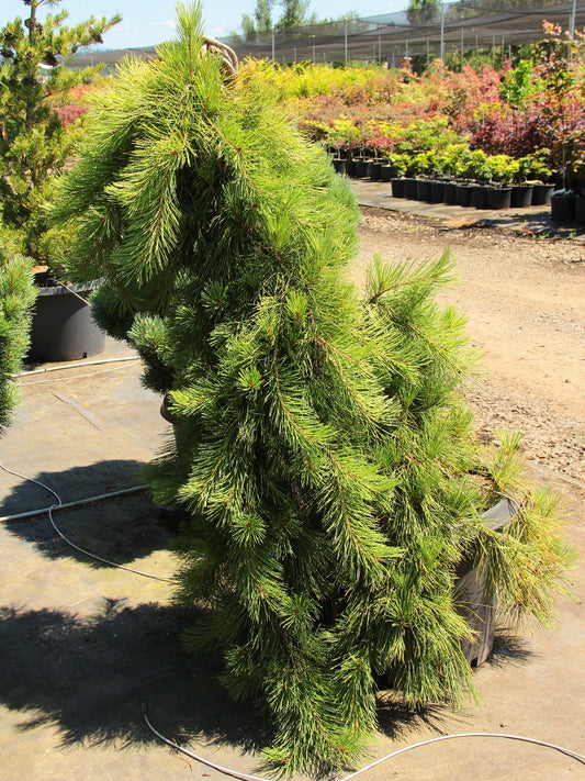 Pinus densiflora 'Pendula' - Riippapunamänty