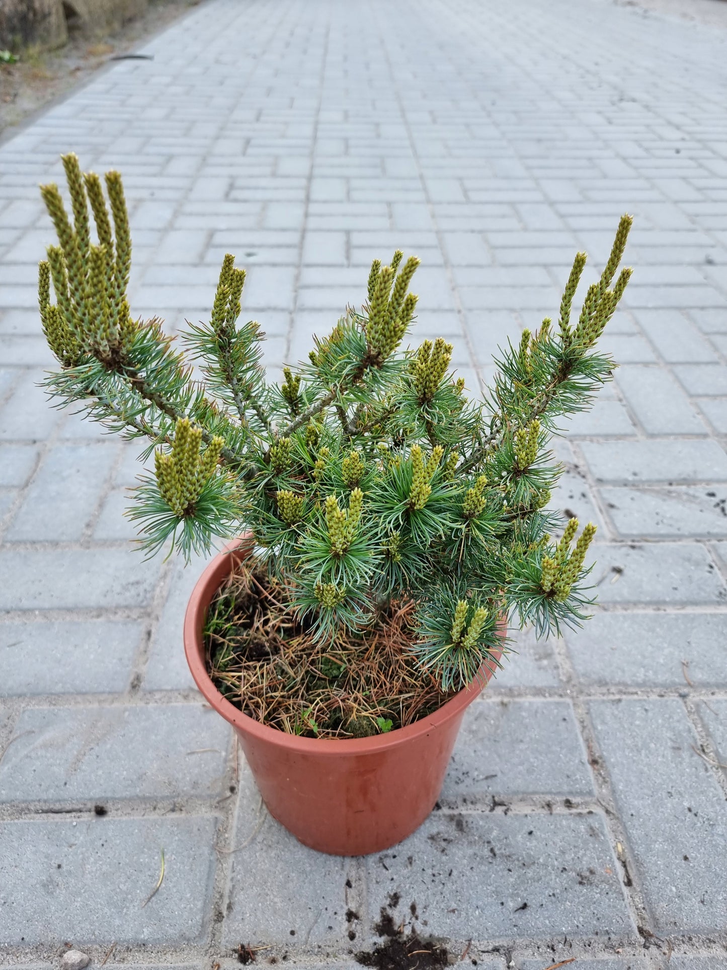 Pinus parviflora 'Green Monkey' - Neidonmänty