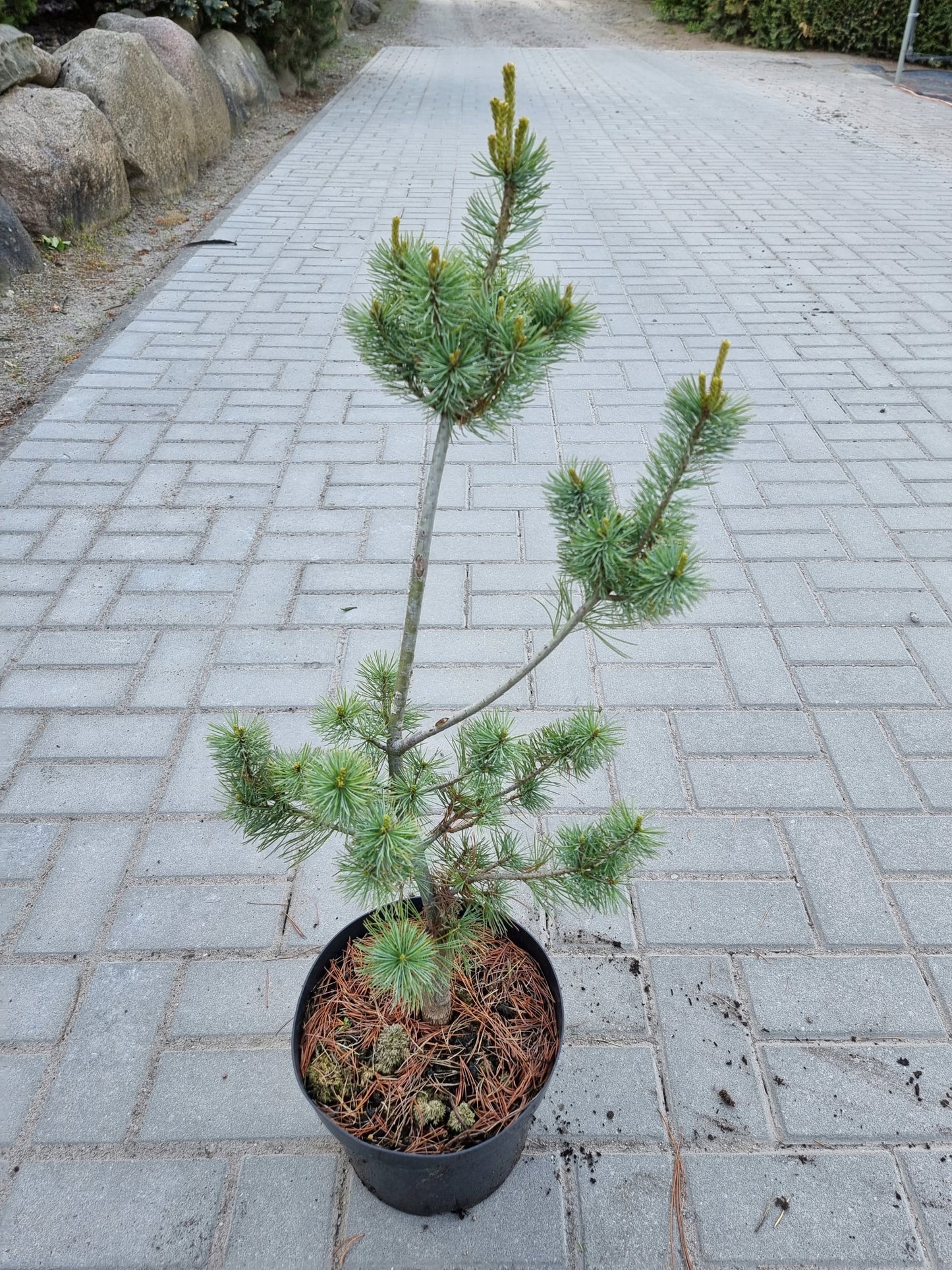 Pinus parviflora 'Green Monkey' - Neidonmänty