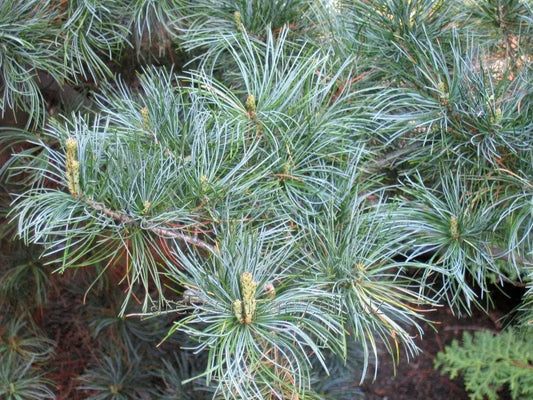 Pinus parviflora 'Blue Giant' - Maiden pine 