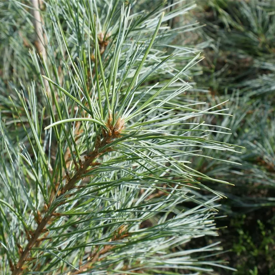 Pinus strobus 'Himmelblau' - Strobusmänty