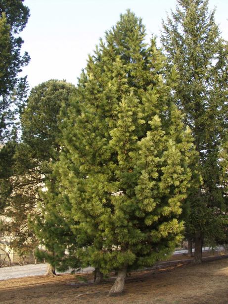 Pinus cembra subsp. sibirica (Pinus sibirica) – Sibirisk cembratall