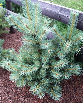 Pinus sylvestris 'Hibernia' - Kääpiösinimänty