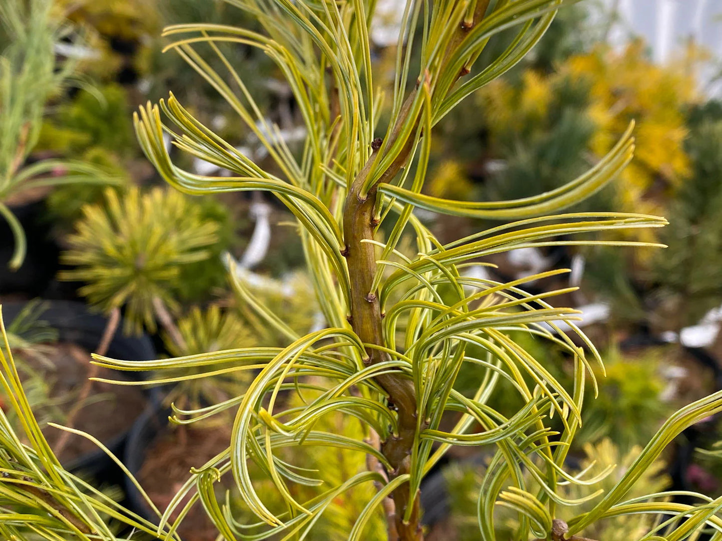 Pinus strobus 'Torulosa' - Strobusmänty