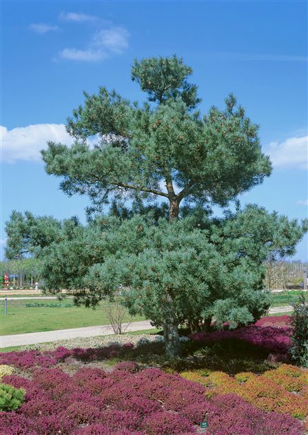 Pinus sylvestris 'Glauca' - Mänty