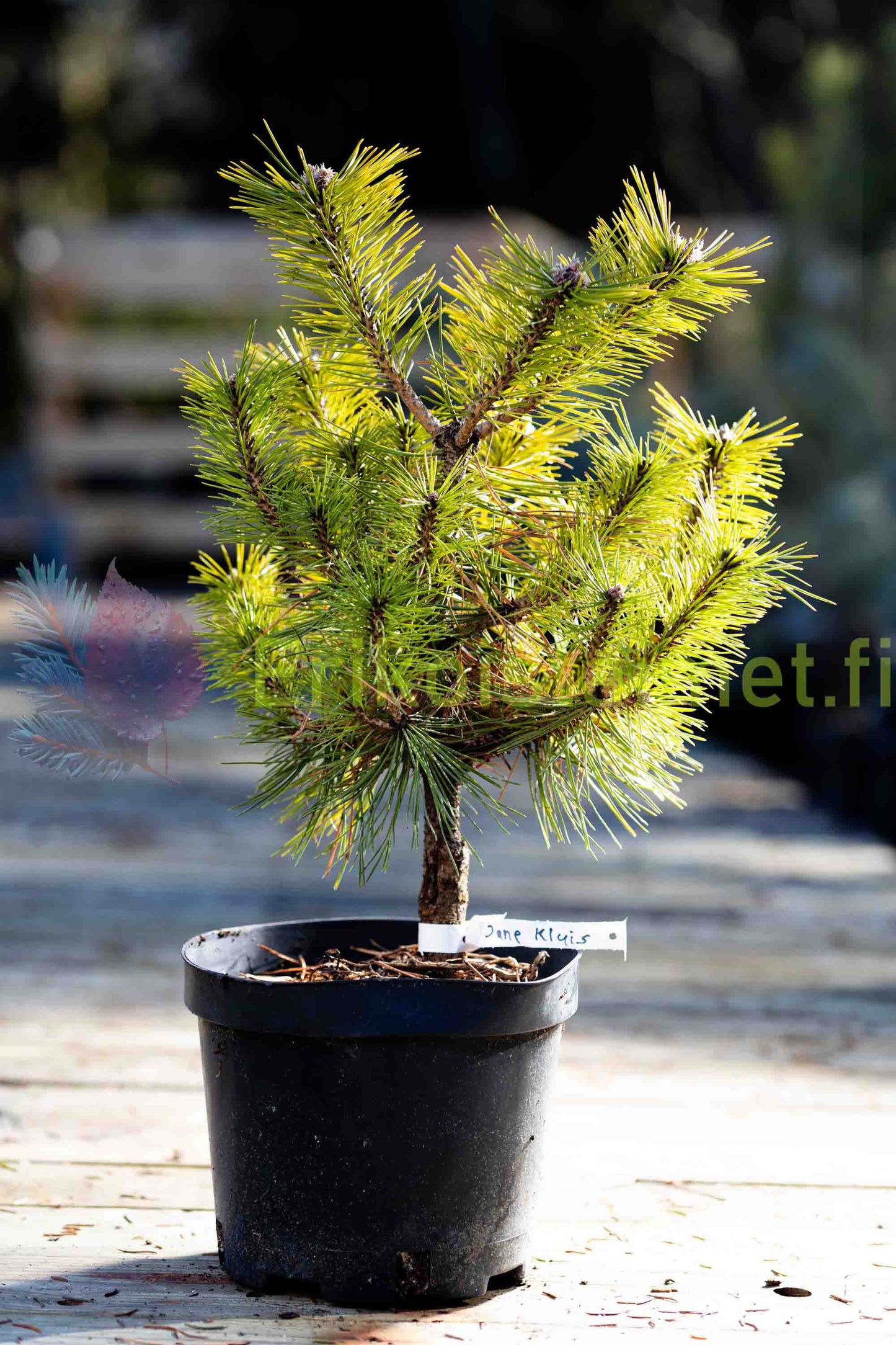 Pinus Densiflora "Jane Kluis" - Japanese red pine 