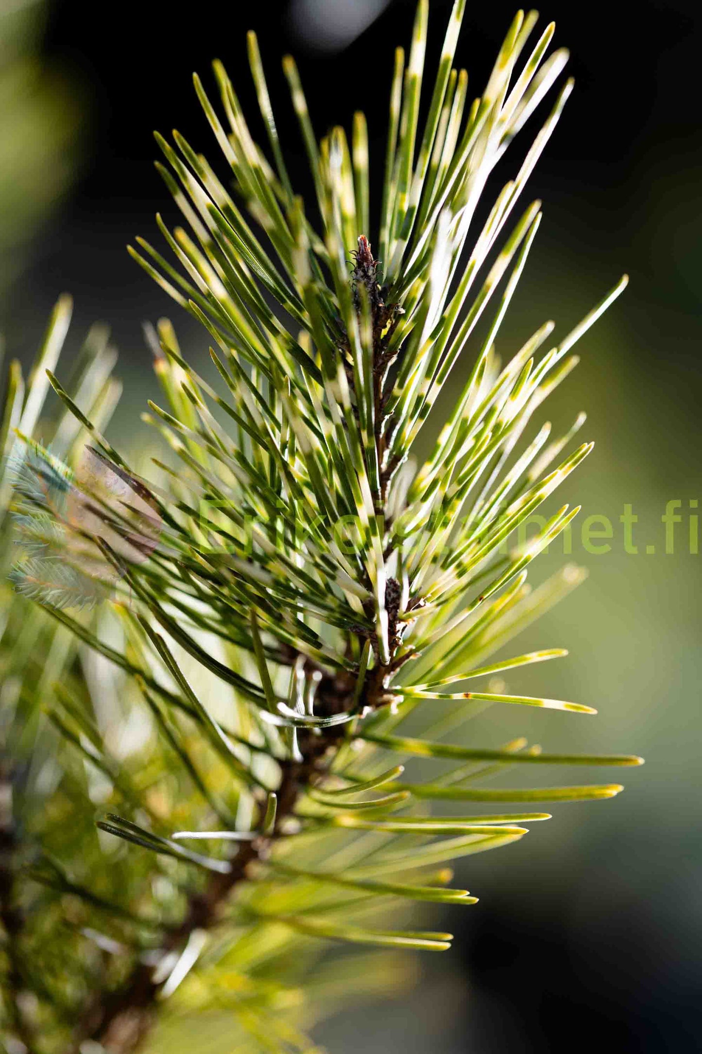 Pinus densiflora (sylvestris) 'Oculus Draconis' - Japaninpunamänty