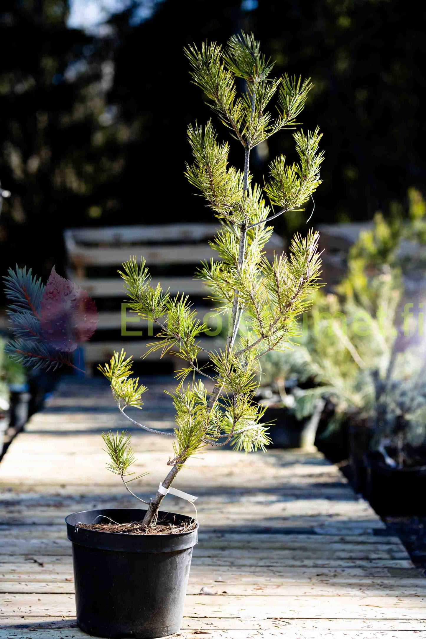Pinus densiflora (sylvestris) 'Oculus Draconis' - Japaninpunamänty