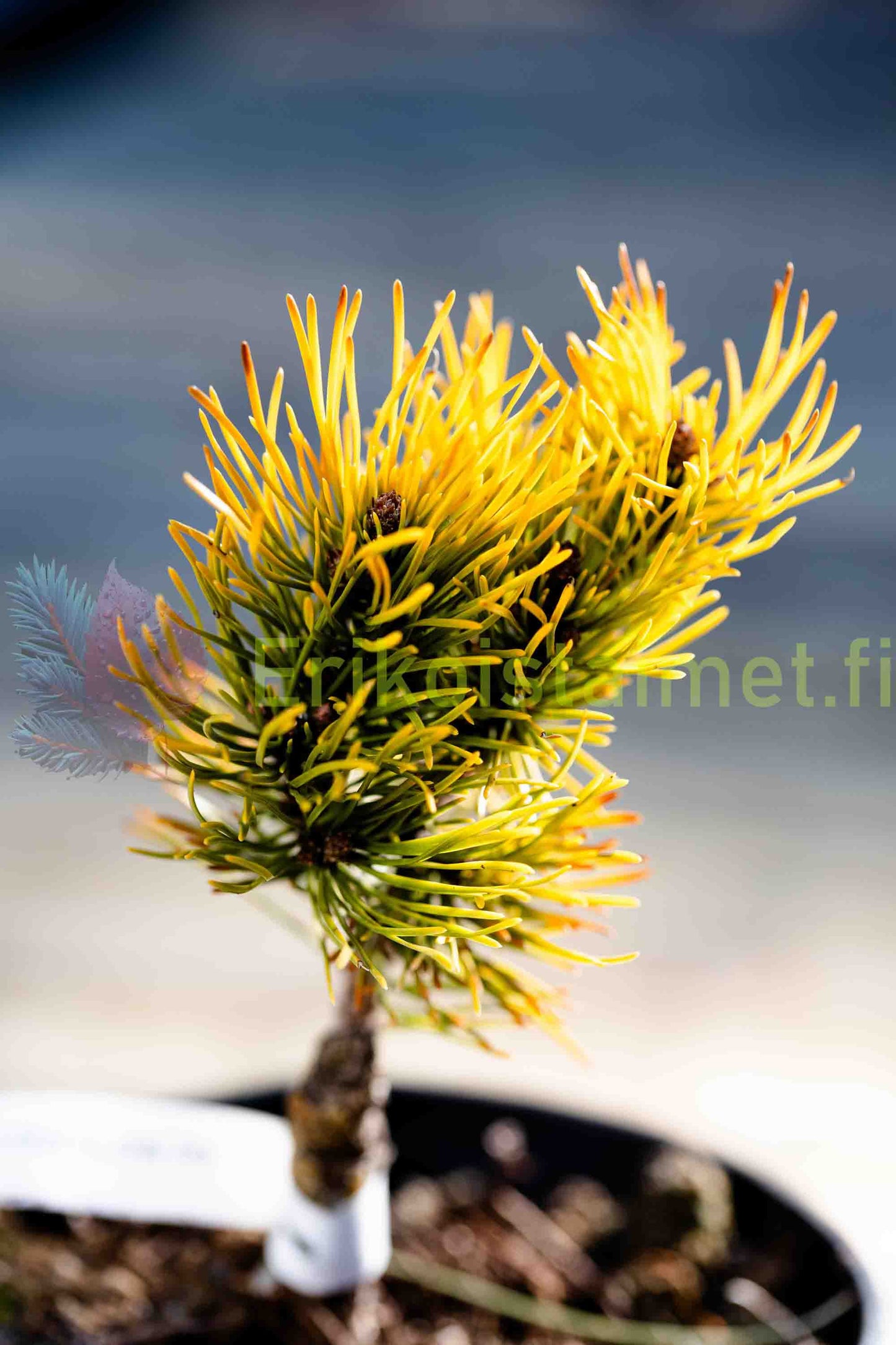 Pinus Mugo 'Golden Glow' - Kääpiövuorimänty
