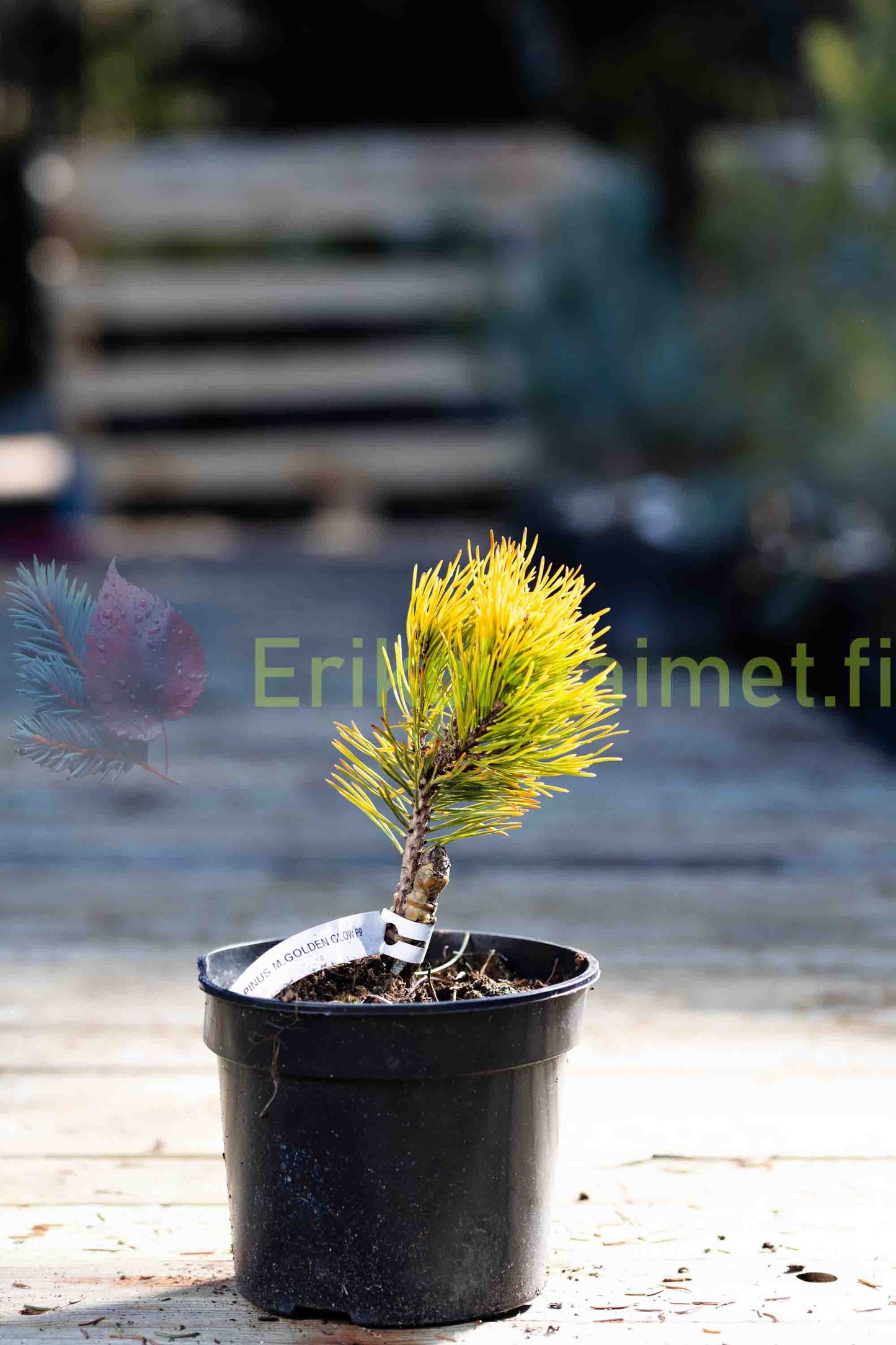Pinus Mugo 'Golden Glow' - Kääpiövuorimänty