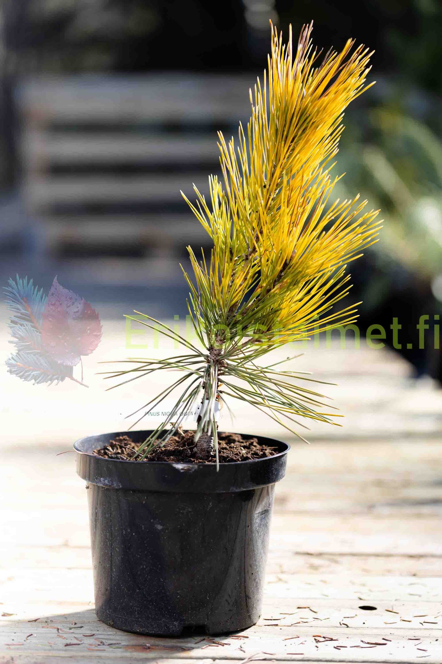 Pinus thunbergii 'Ogon' - Japaninmustamänty