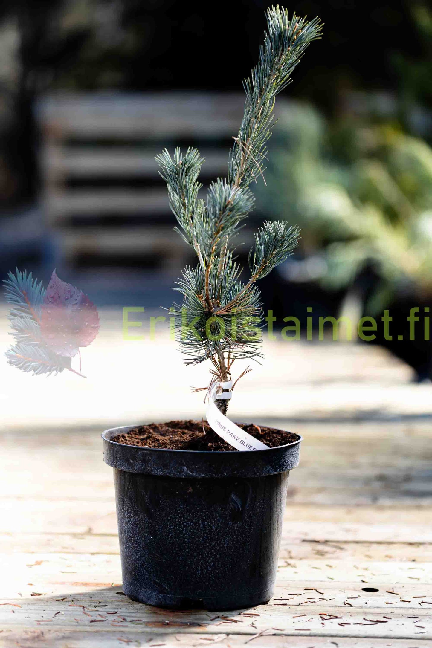 Pinus parviflora ‘Blue Giant’ - Neidonmänty