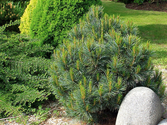 Pinus peuce ’Glauca Compacta’ - Kääpiö Makedonianmänty