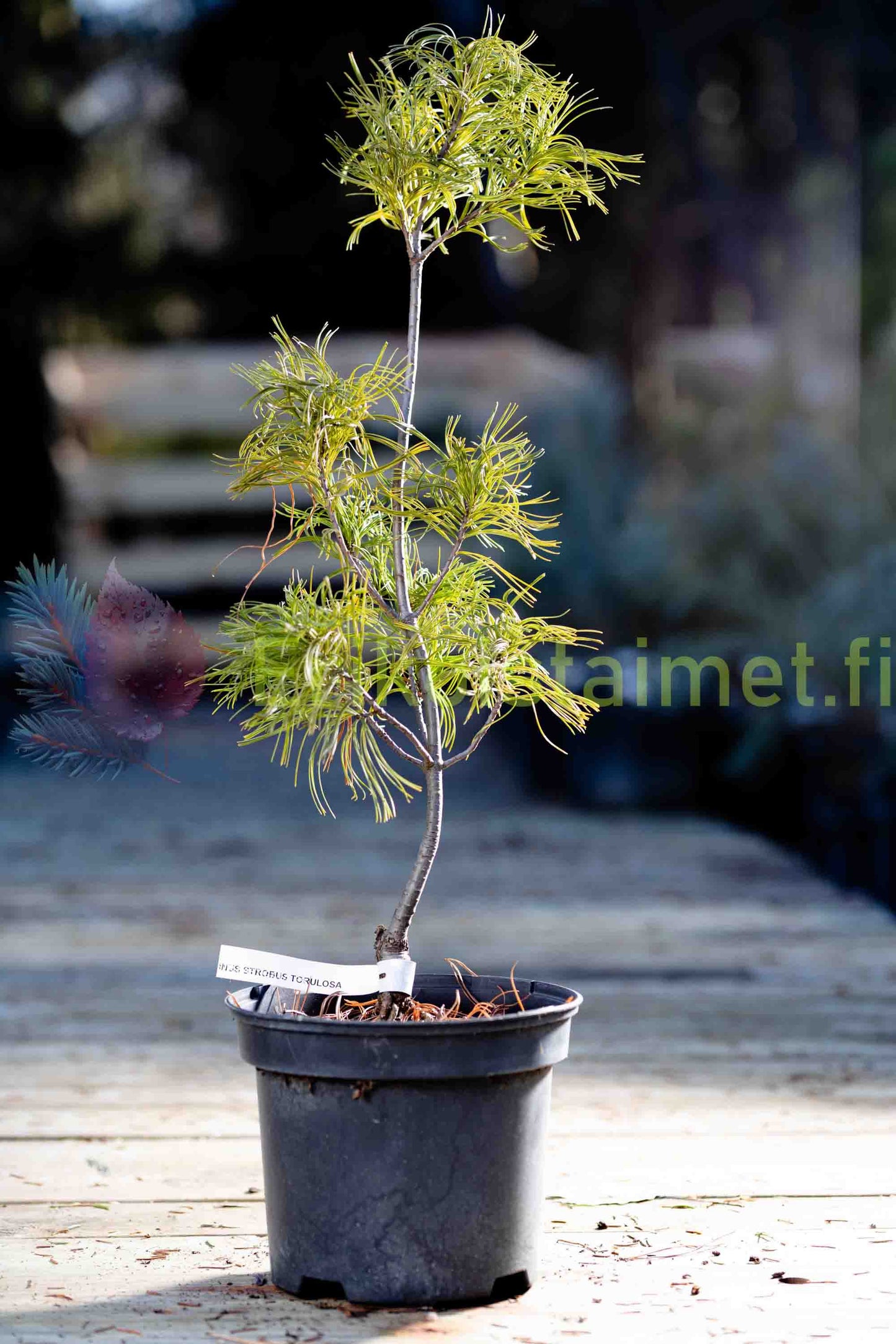 Pinus strobus 'Torulosa' - Strobusmänty