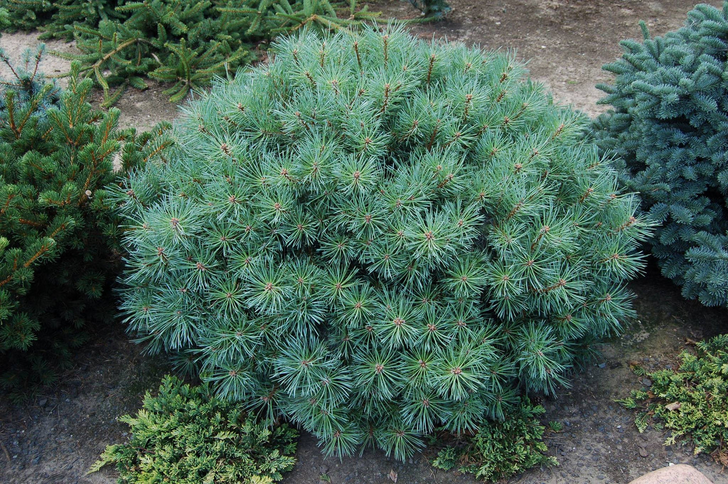 Pinus sylvestris 'Hibernia' - Kääpiösinimänty