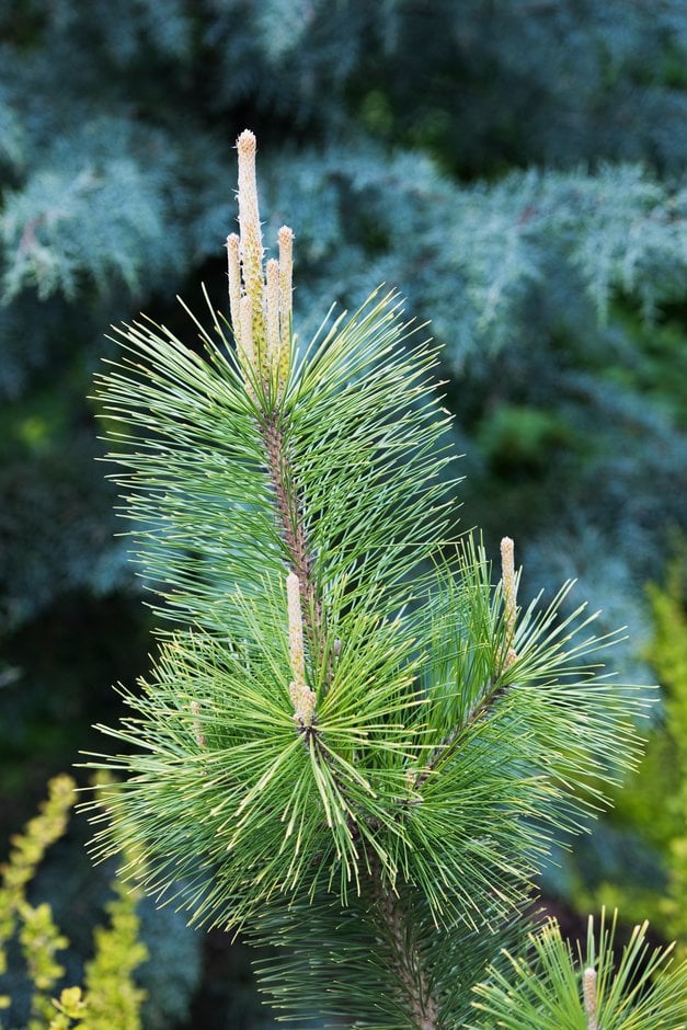 Pinus thunbergii 'Ogon' - Japaninmustamänty