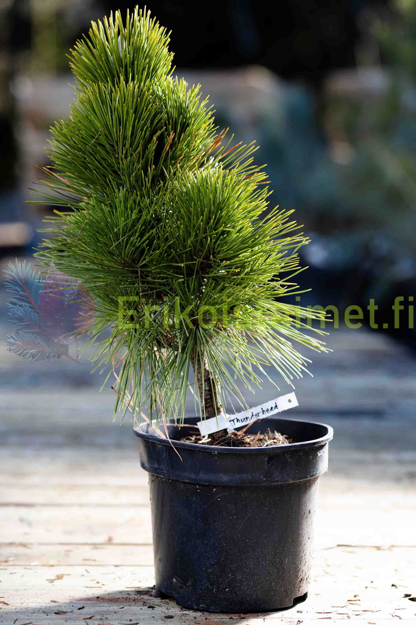 Pinus thunbergii 'Thunderhead' - Japaninmustamänty