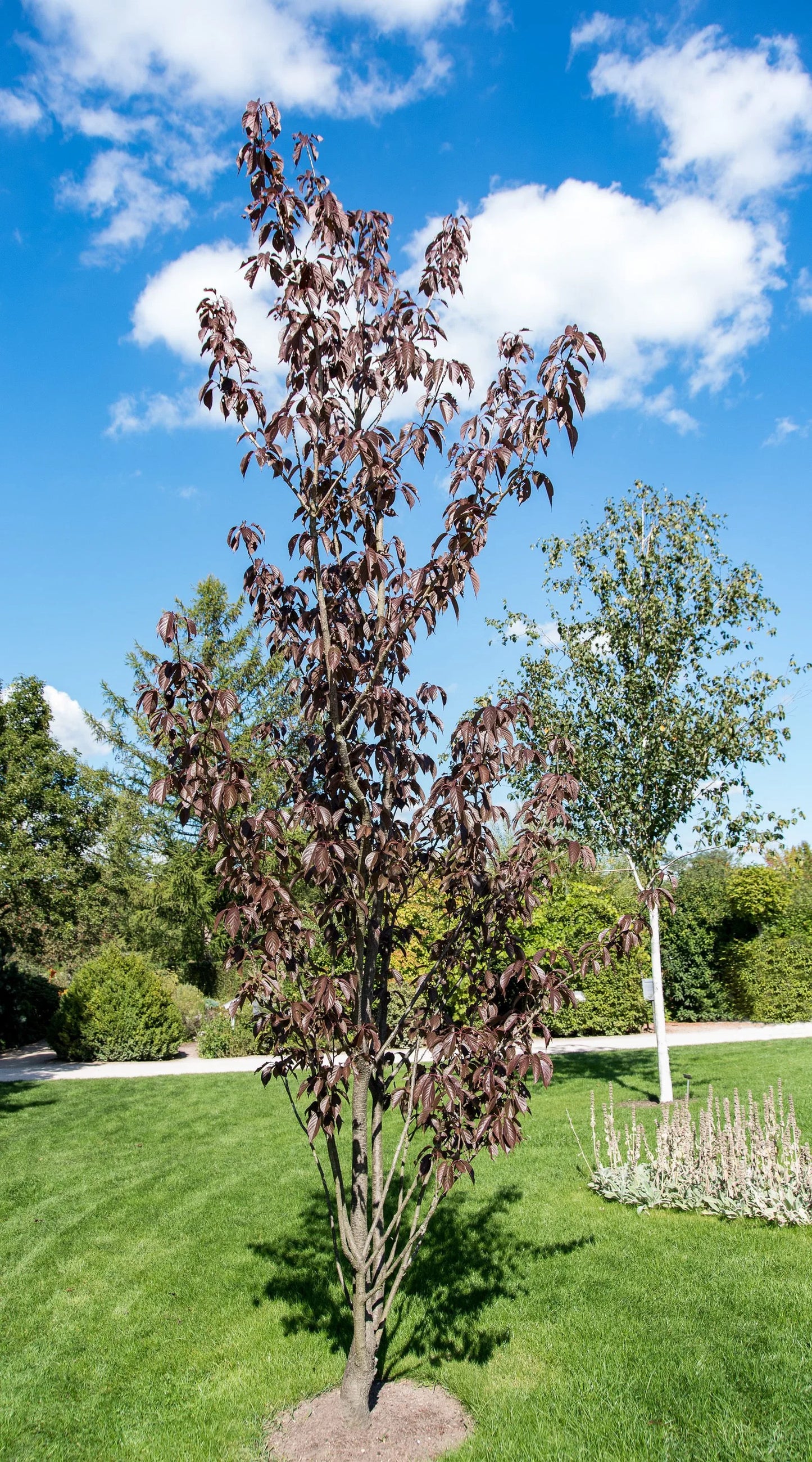 Prunus serrulata 'Royal Burgundy' - Japaninkirsikka