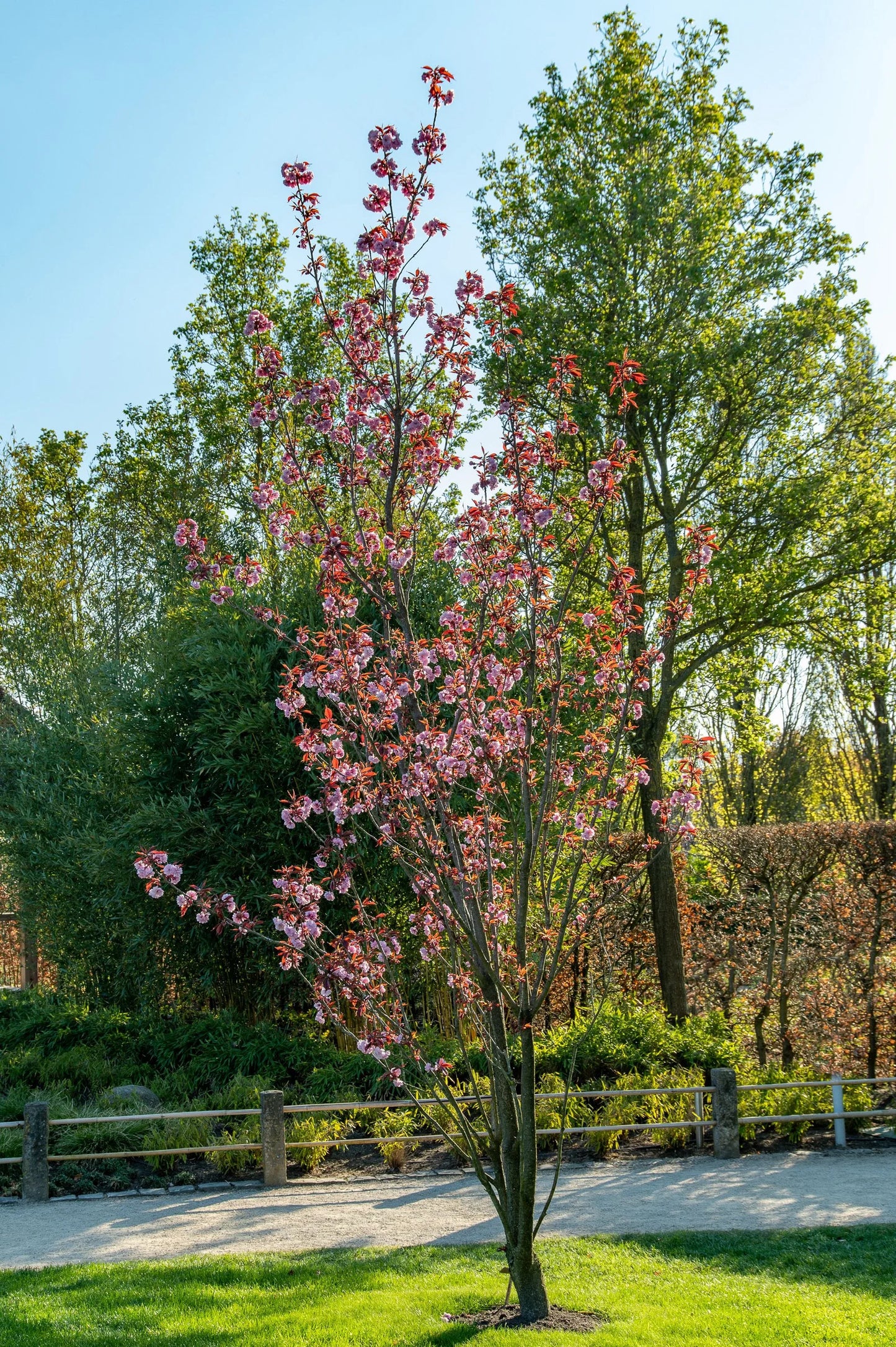 Prunus serrulata 'Royal Burgundy' - Japaninkirsikka