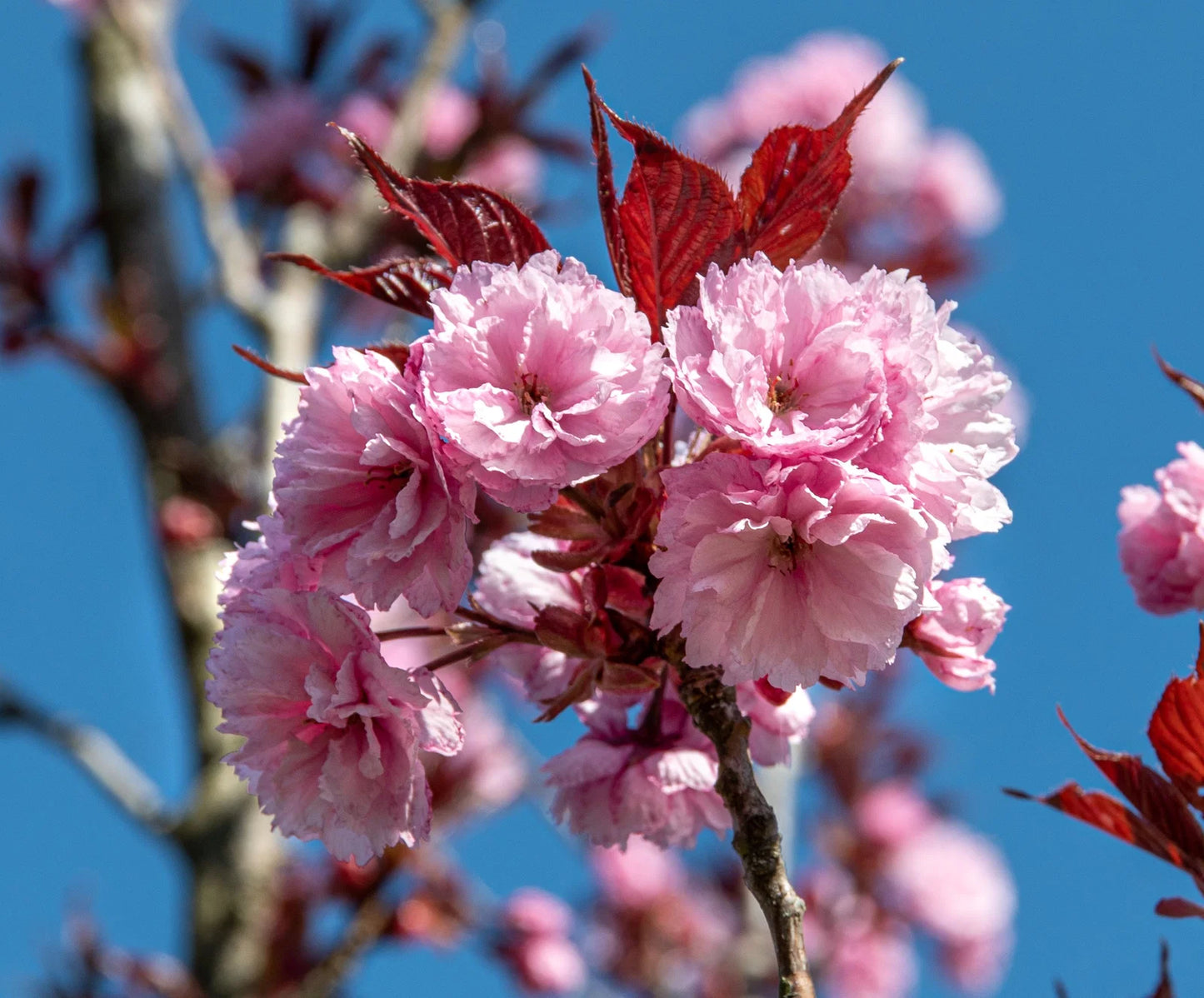 Prunus serrulata 'Royal Burgundy' - Japaninkirsikka
