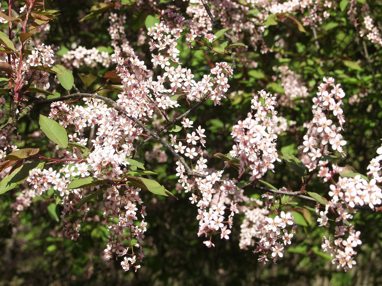 Prunus padus ’Colorata’ - Purppuratuomi (Suomalainen taimi)