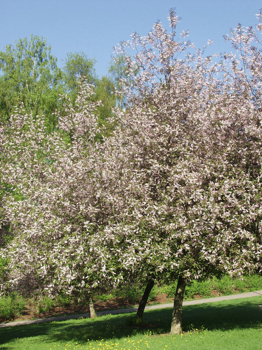 Prunus padus ’Colorata’ - Purppuratuomi (Suomalainen taimi)