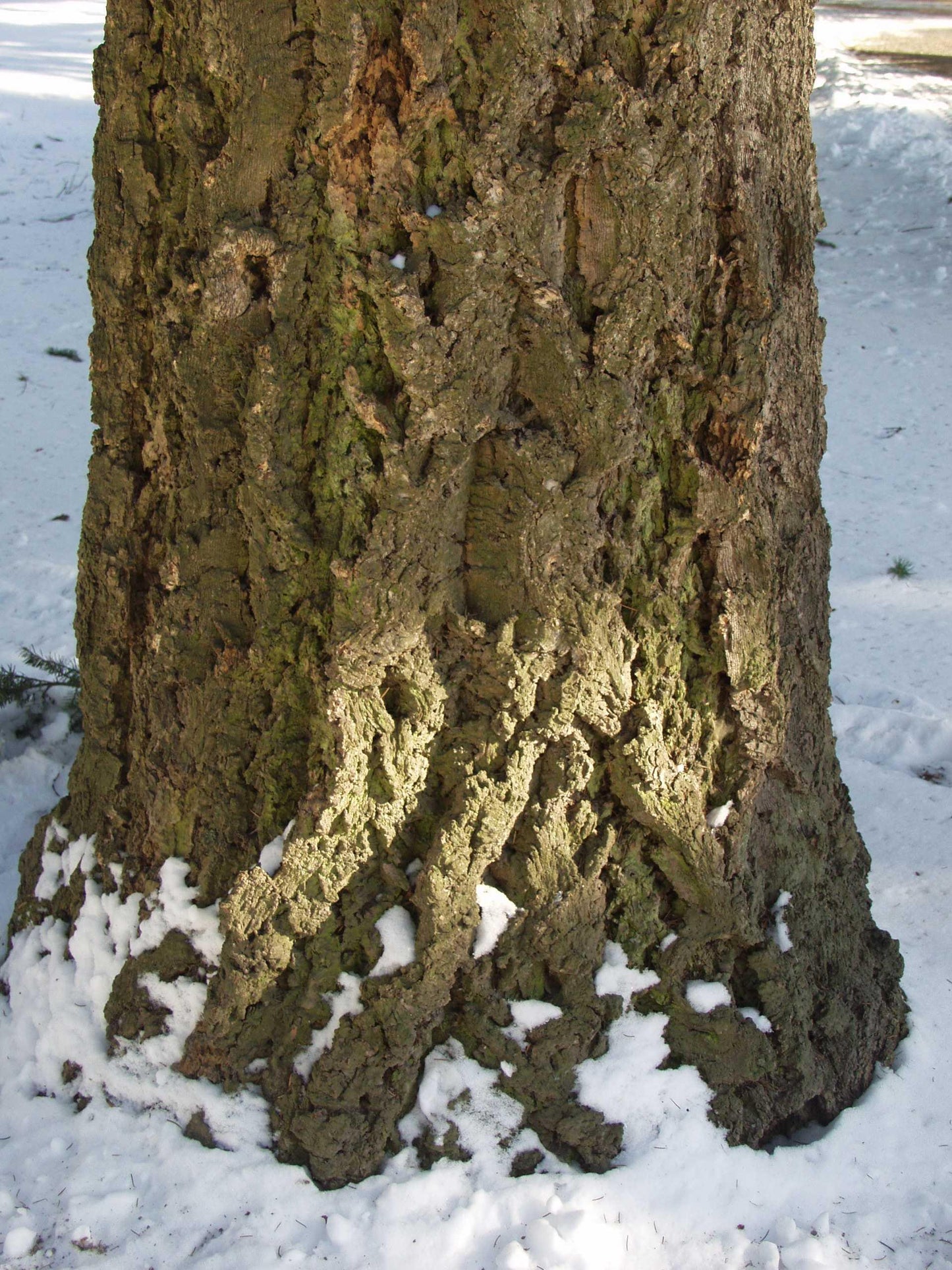 Pseudotsuga menziesii - Douglaskuusi