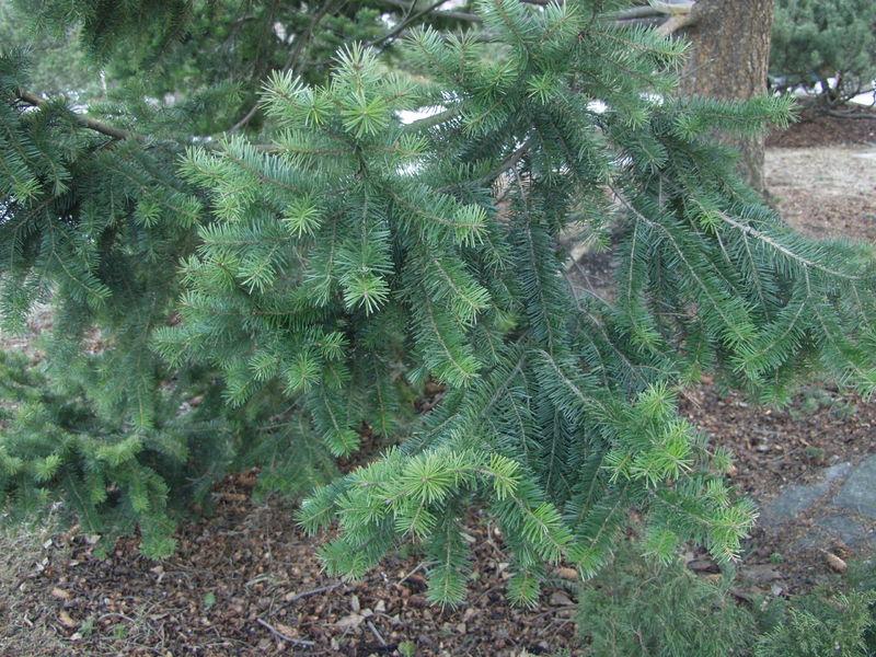 Pseudotsuga menziesii - Douglaskuusi