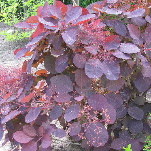 Cotinus Coggygria 'Royal Purple' - Punaperuukkipensas