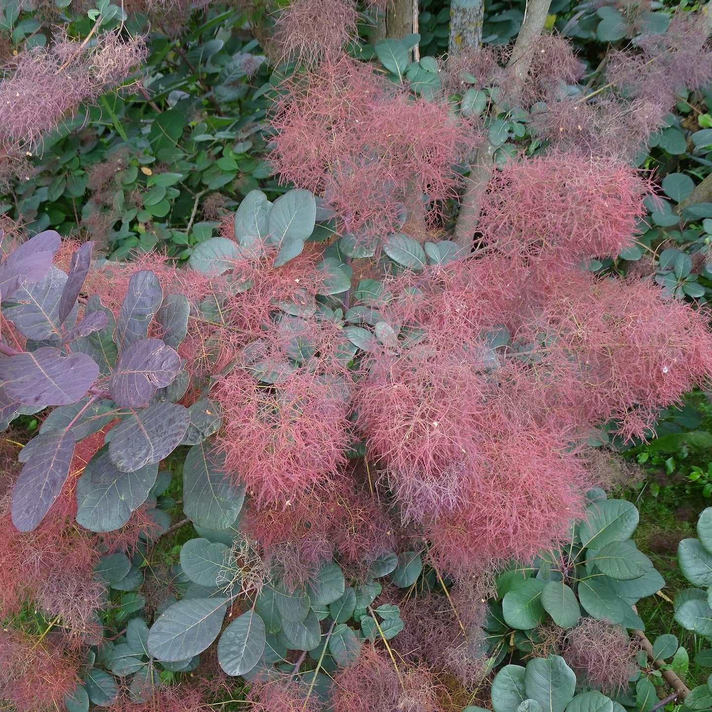 Cotinus Coggygria 'Royal Purple' - Punaperuukkipensas