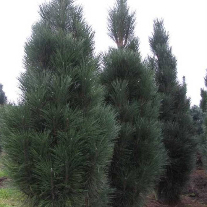 Pinus nigra 'Pyramidalis' – svarttall