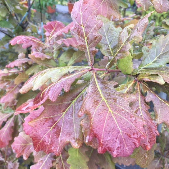 Quercus robur 'Timuki' - Tammi (Puna/purppura)
