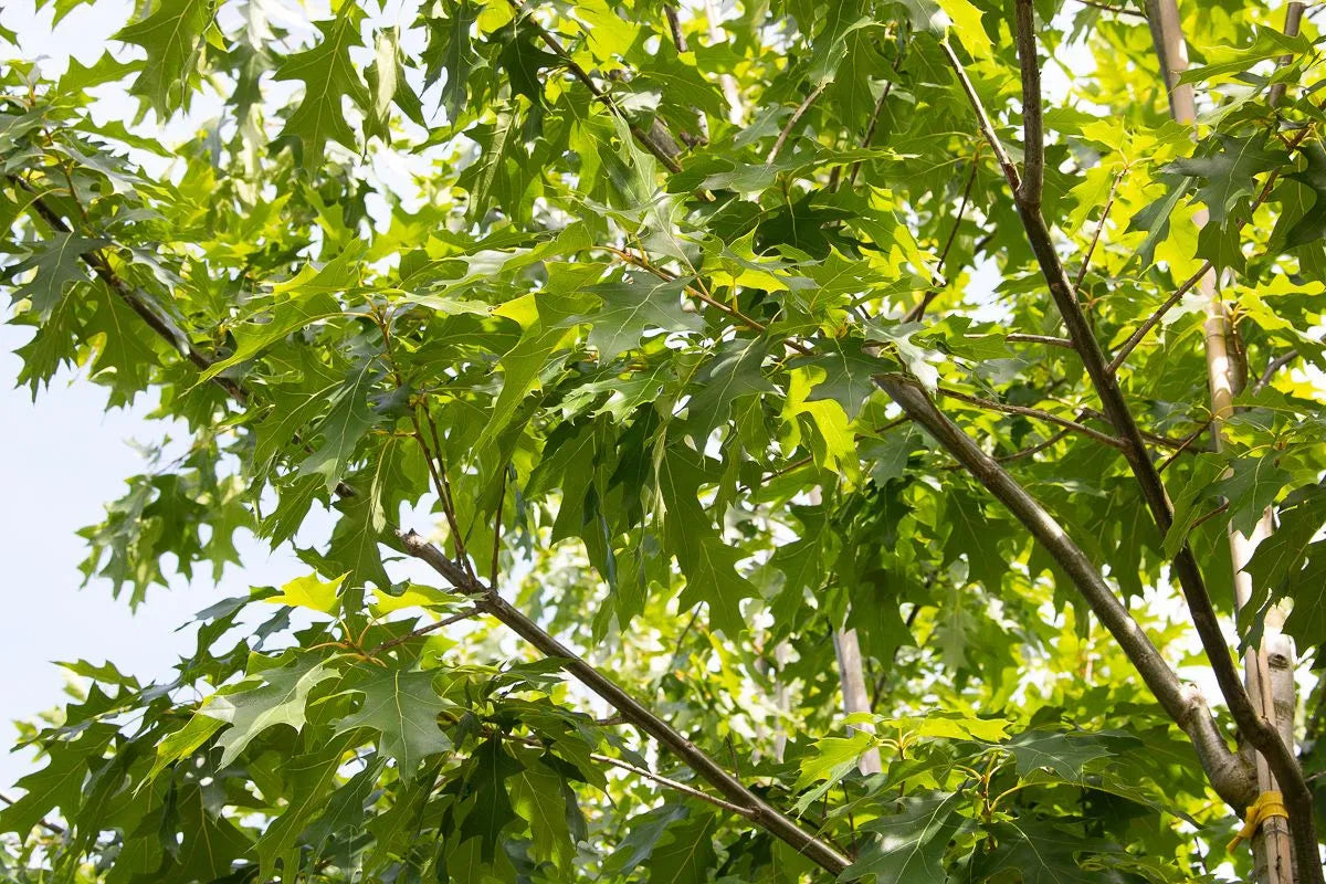 Quercus rubra - Punatammi