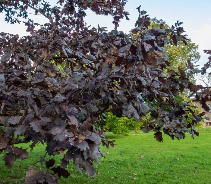 Quercus robur 'Timuki' - Tammi (Puna/purppura)