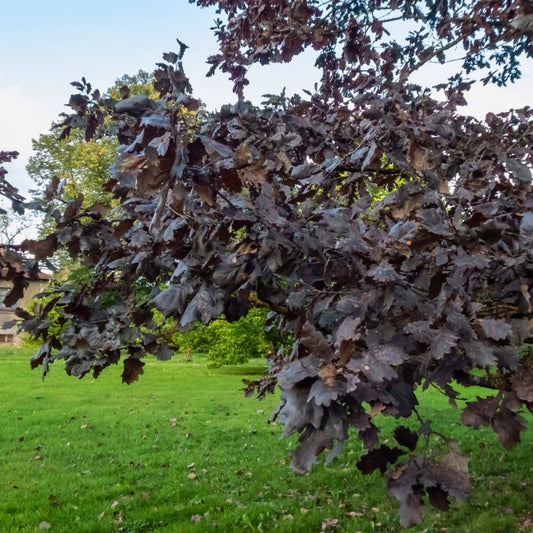 Quercus robur 'Timuki' - Tammi (Puna/purppura)