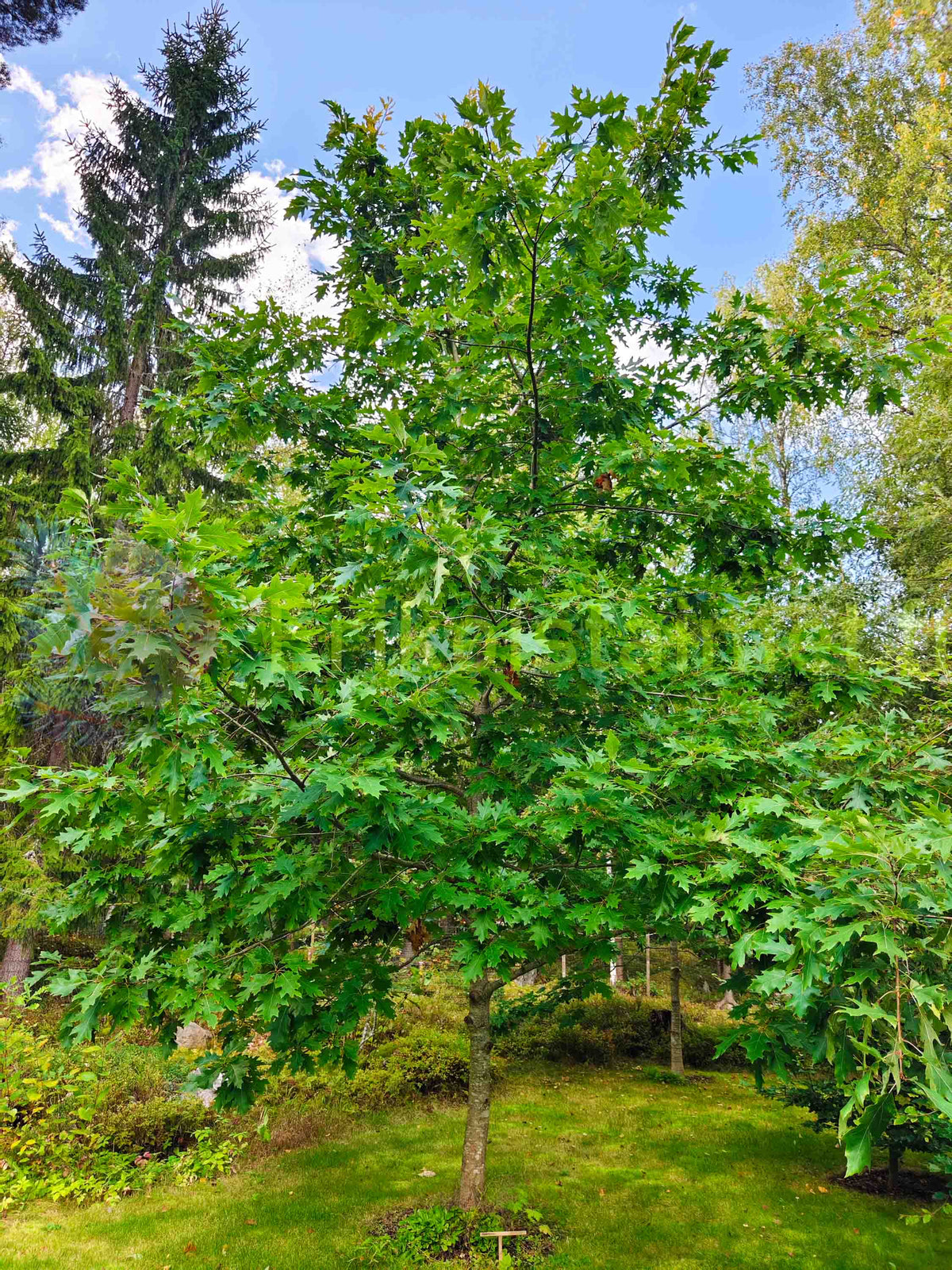 Quercus rubra - Punatammi