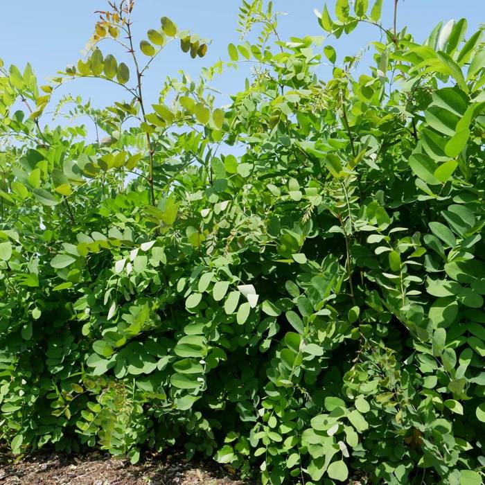 Robinia pseudoacacia - Valeakaasia