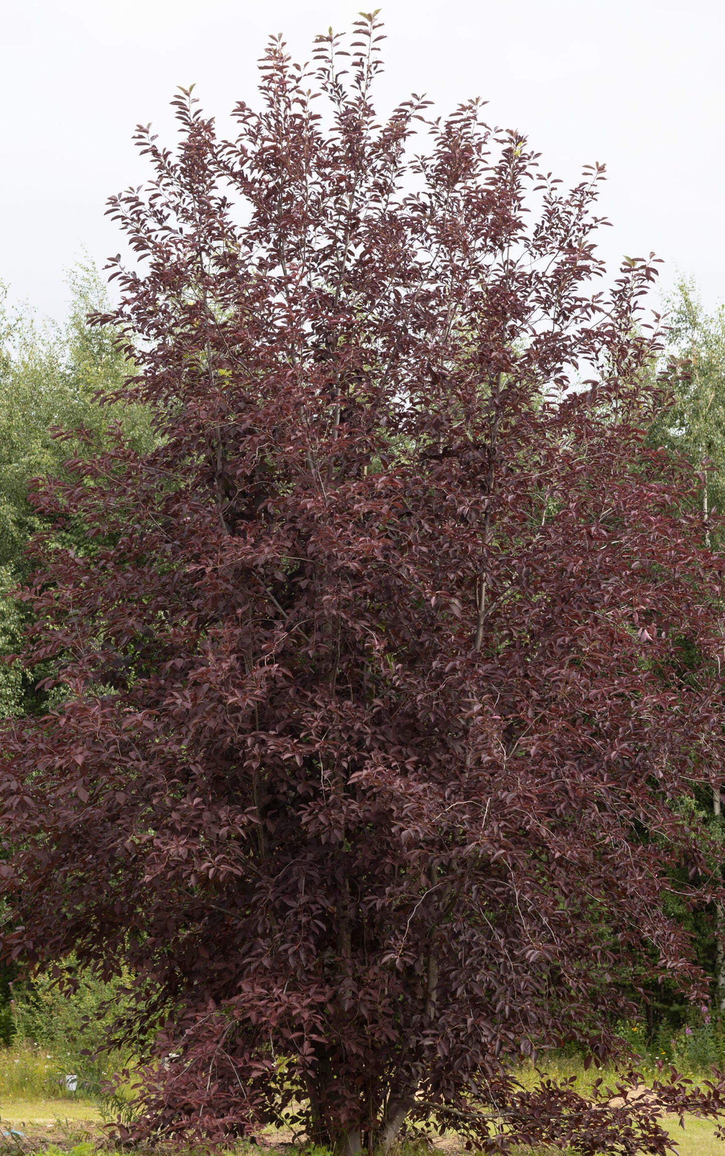 Prunus virginiana 'Canada Red' - Rusotuomi (Suomalainen taimi)