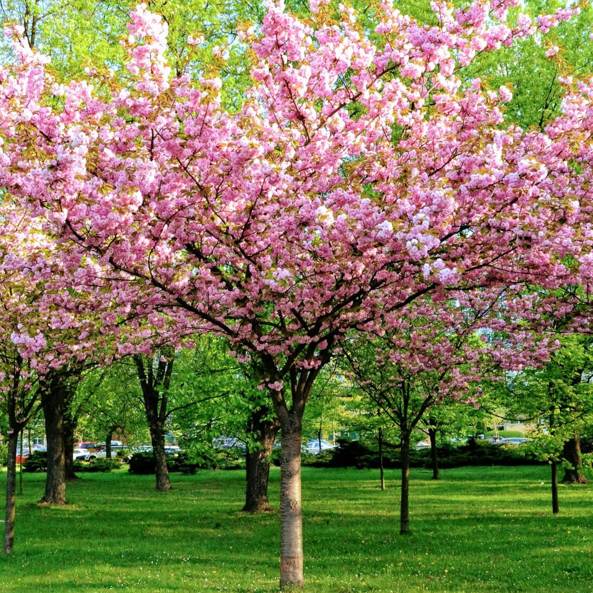 Prunus triloba - Rose almond 