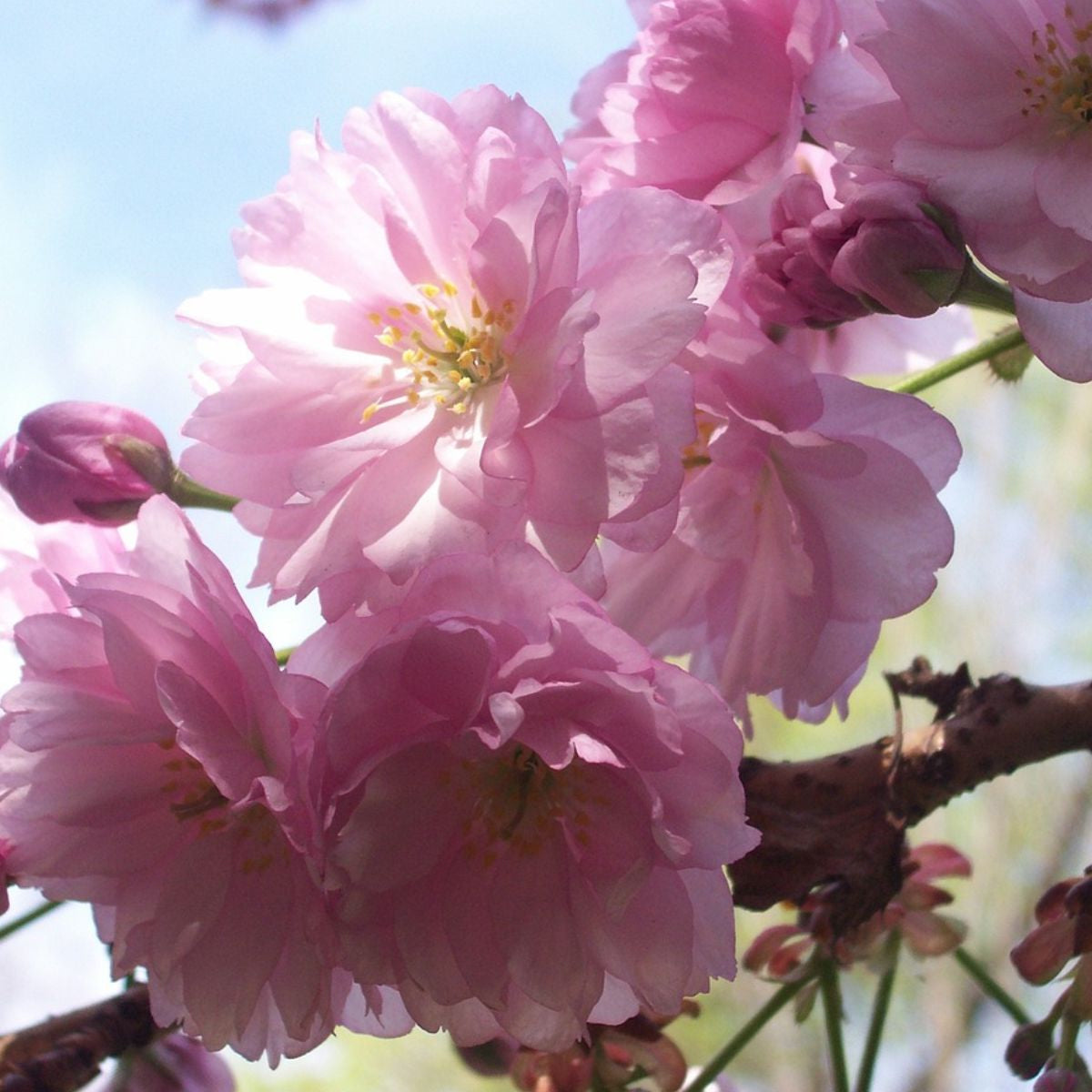 Prunus triloba - Rose almond 