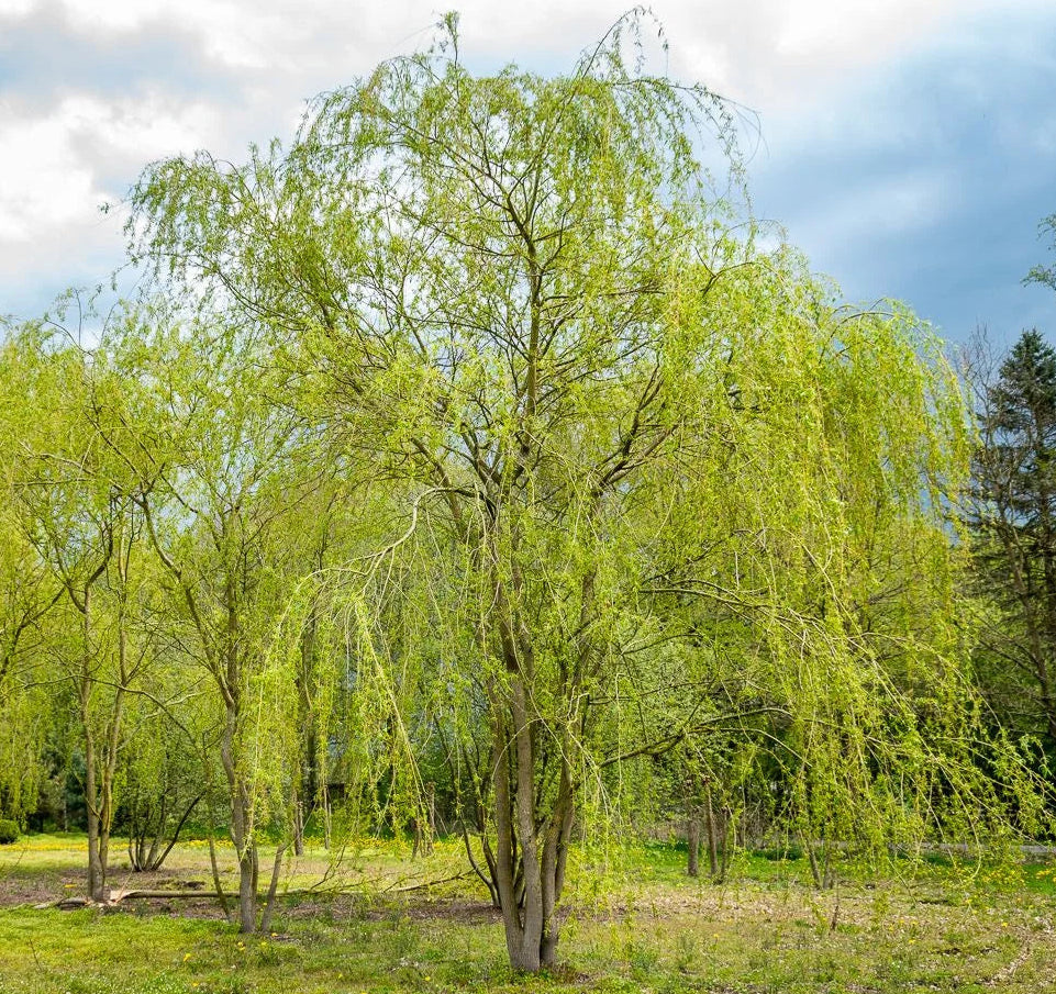 Salix alba 'Tristis' - Riippakeltasalava