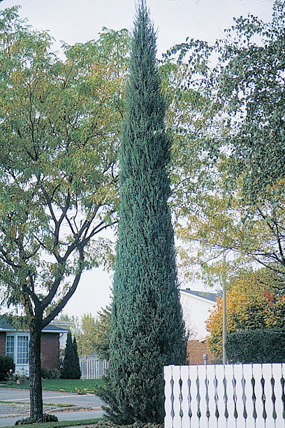 Juniperus Virginiana 'Skyrocket' - Blyertsen