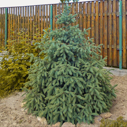 Picea engelmannii - Engelmannsgran