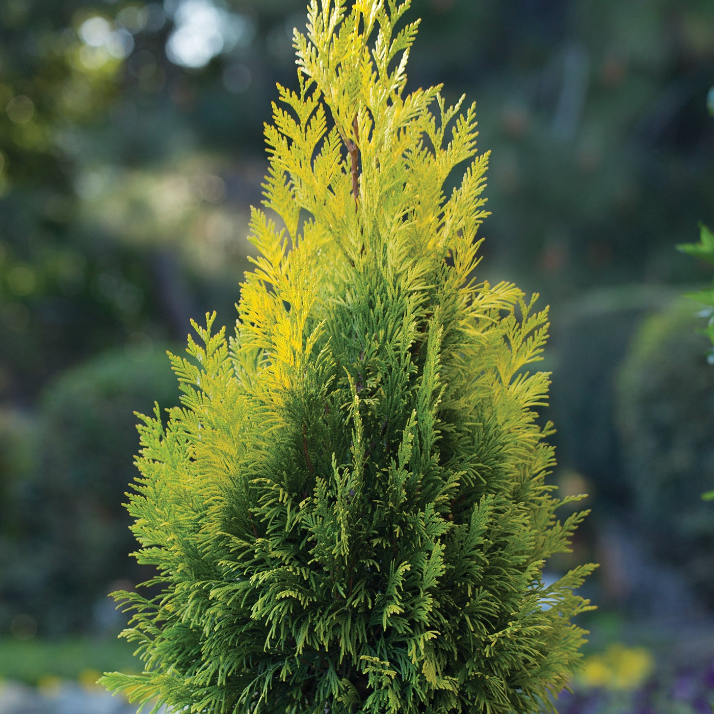 Thuja plicata '4EVER GOLDY' - Keltainen jättituija