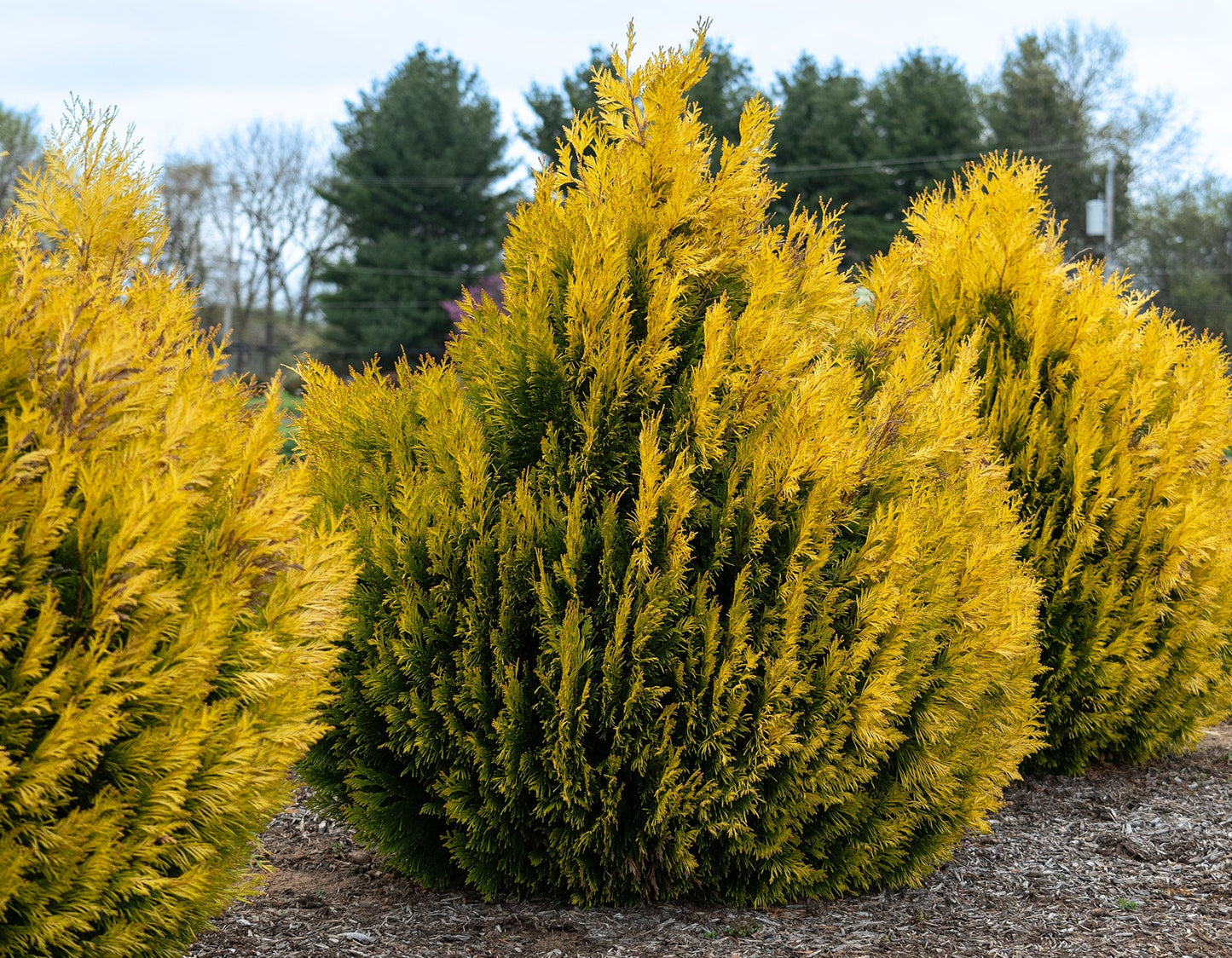 Thuja plicata '4EVER GOLDY' - Keltainen jättituija